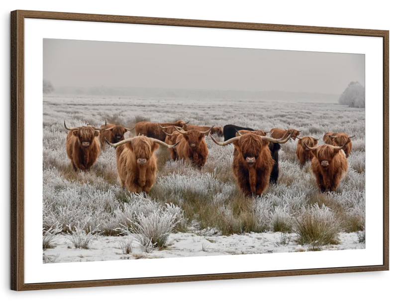Winter Highland Cows Wall Art