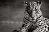 Jaguar Eyes Pop Wall Art