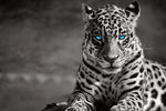 Jaguar Eyes Pop Wall Art