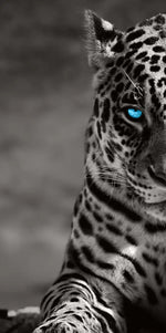 Jaguar Eyes Pop Wall Art