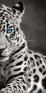 Jaguar Eyes Pop Wall Art