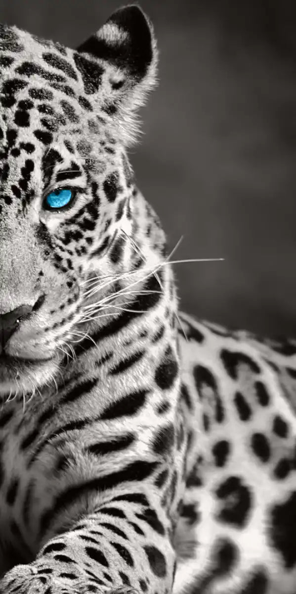Jaguar Eyes Pop Wall Art