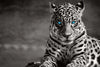Jaguar Eyes Pop Wall Art