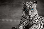 Jaguar Eyes Pop Wall Art