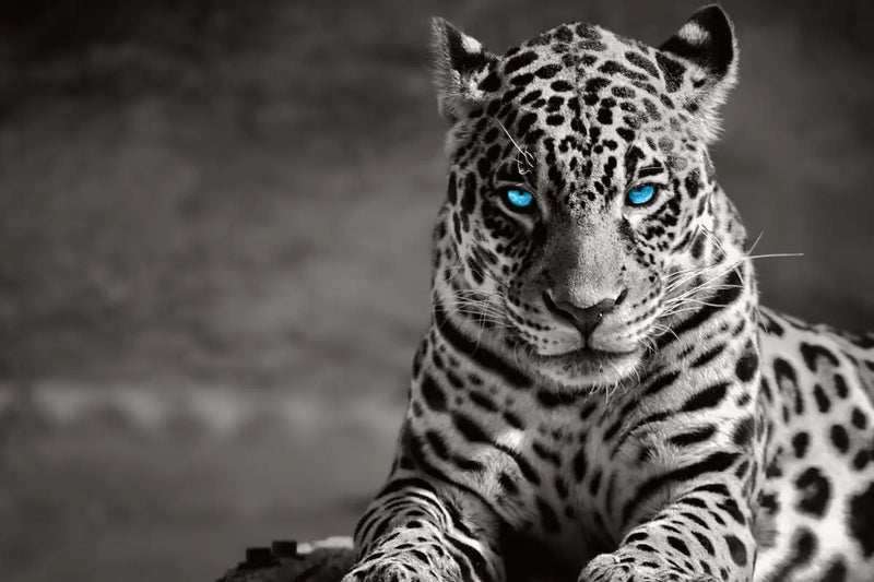 Jaguar Eyes Pop Wall Art