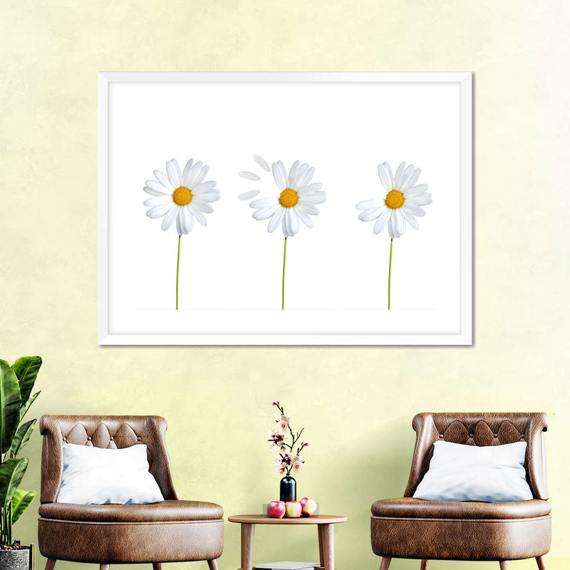 Plucked Daisies Wall Art