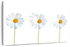 Plucked Daisies Wall Art