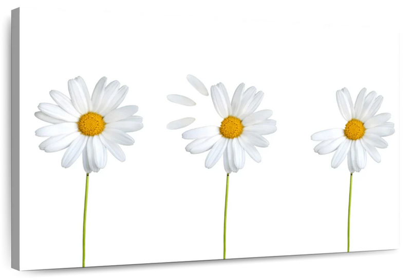 Plucked Daisies Wall Art