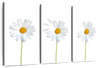 Plucked Daisies Wall Art
