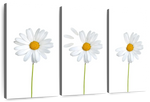 Plucked Daisies Wall Art