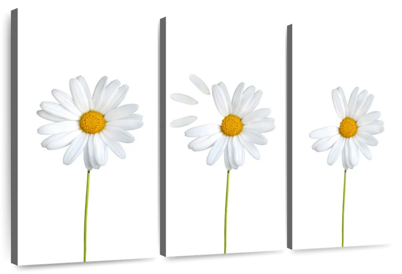 Plucked Daisies Wall Art
