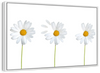 Plucked Daisies Wall Art
