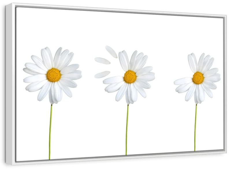 Plucked Daisies Wall Art