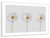 Plucked Daisies Wall Art