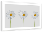 Plucked Daisies Wall Art