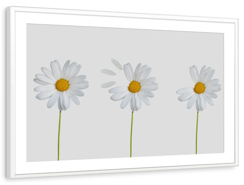 Plucked Daisies Wall Art