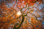 Japanese Maple Tree Wall Art