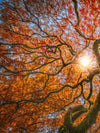 Japanese Maple Tree Wall Art