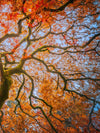 Japanese Maple Tree Wall Art