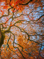 Japanese Maple Tree Wall Art