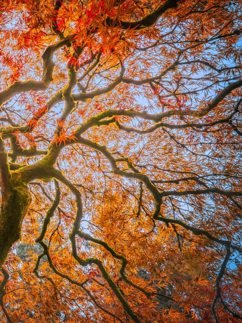 Japanese Maple Tree Wall Art