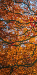Japanese Maple Tree Wall Art
