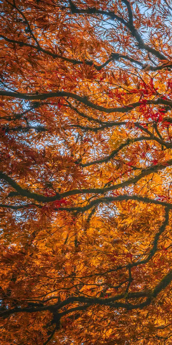 Japanese Maple Tree Wall Art