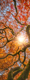 Japanese Maple Tree Wall Art