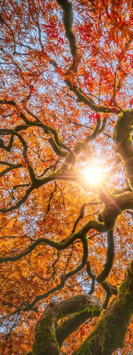 Japanese Maple Tree Wall Art