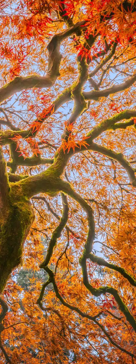 Japanese Maple Tree Wall Art