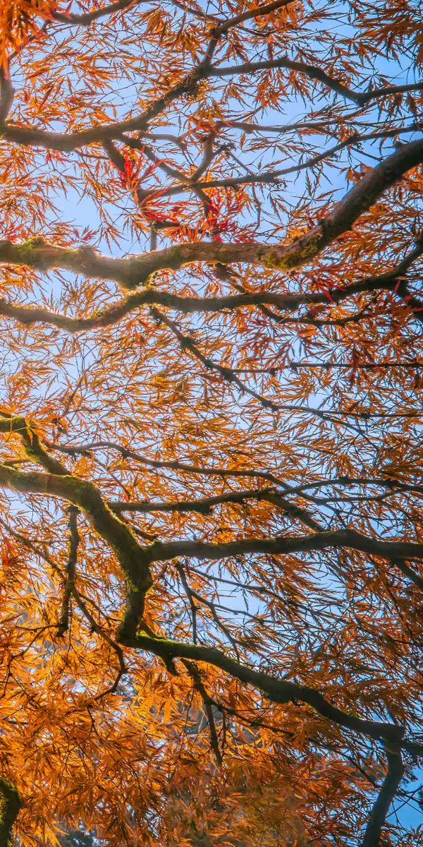 Japanese Maple Tree Wall Art