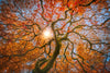 Japanese Maple Tree Wall Art