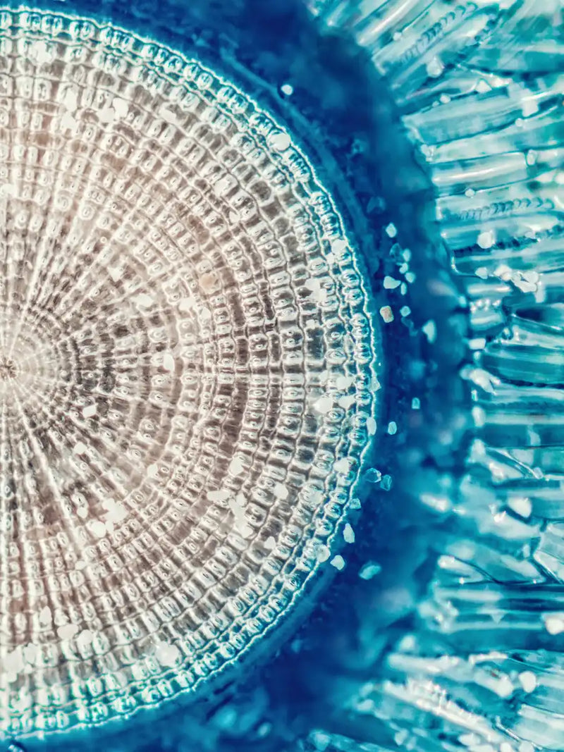 Jellyfish Details Wall Art
