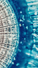Jellyfish Details Wall Art