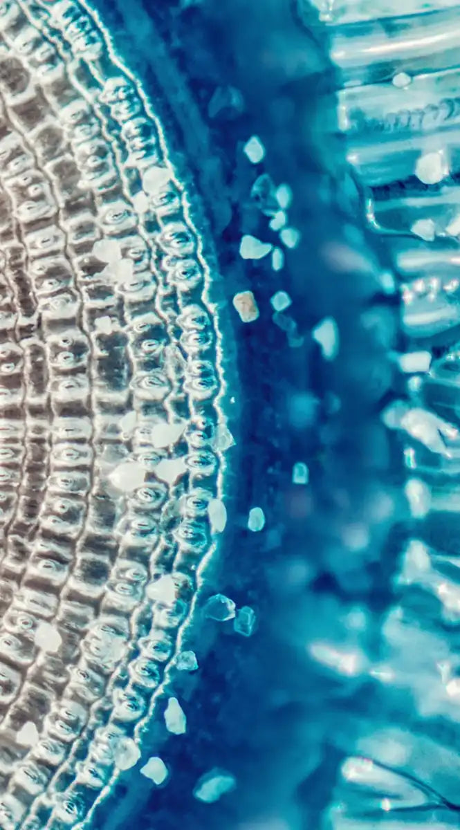 Jellyfish Details Wall Art