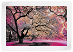 Pink Bloom Claw Trees Wall Art
