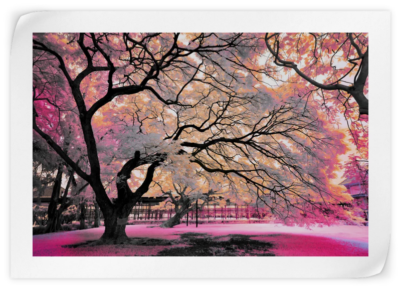 Pink Bloom Claw Trees Wall Art