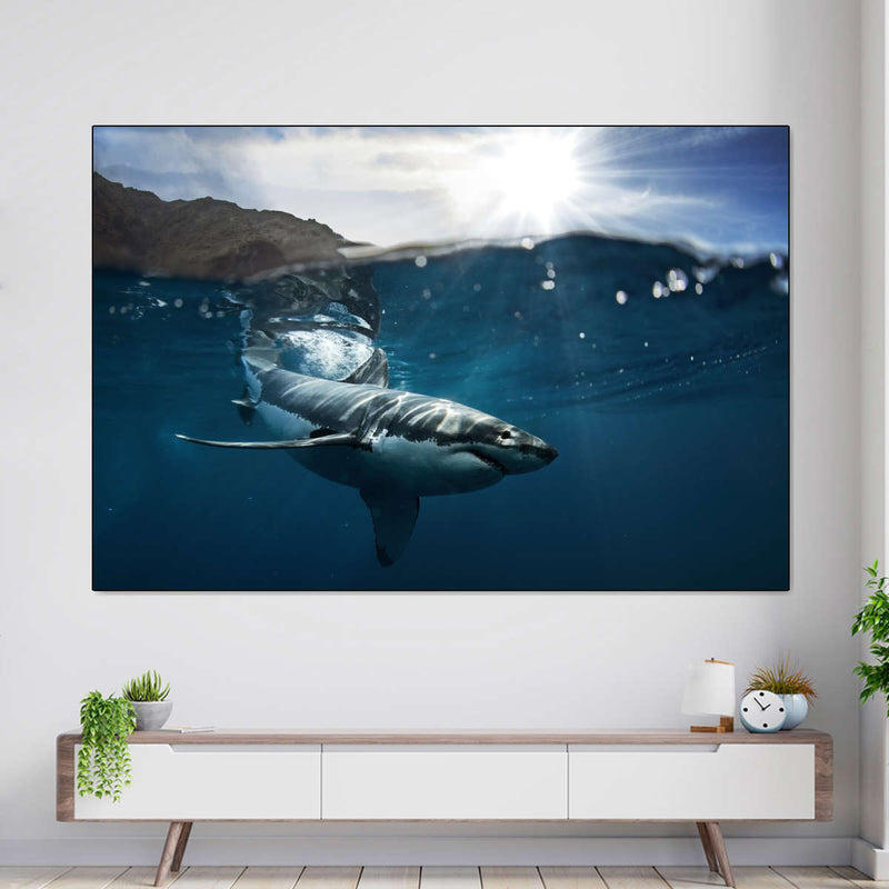 Shark Sunshine Wall Art
