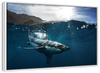 Shark Sunshine Wall Art
