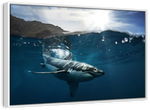 Shark Sunshine Wall Art