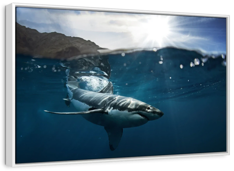 Shark Sunshine Wall Art