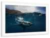 Shark Sunshine Wall Art