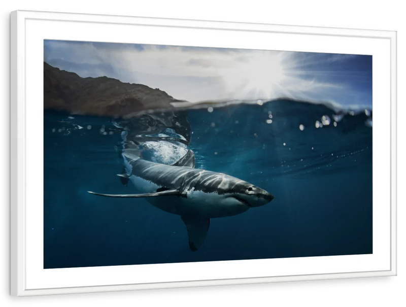 Shark Sunshine Wall Art
