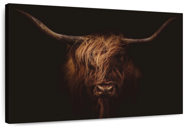 Handsome Highland Cow Wall Art