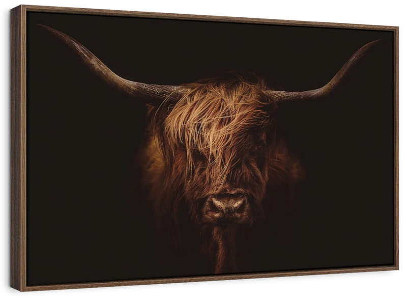 Handsome Highland Cow Wall Art