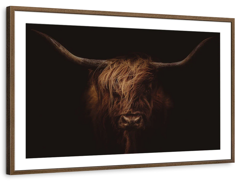 Handsome Highland Cow Wall Art