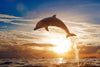 Jumping Dolphin Wall Art