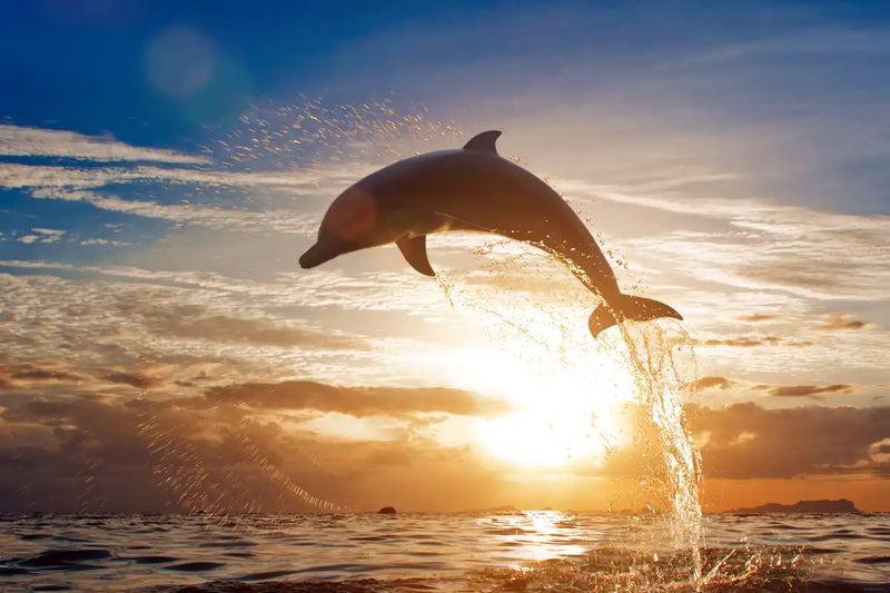 Jumping Dolphin Wall Art