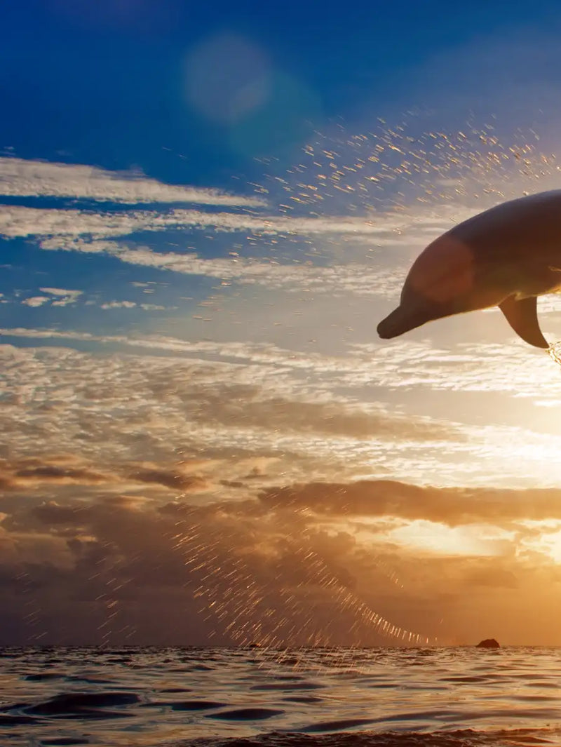Jumping Dolphin Wall Art