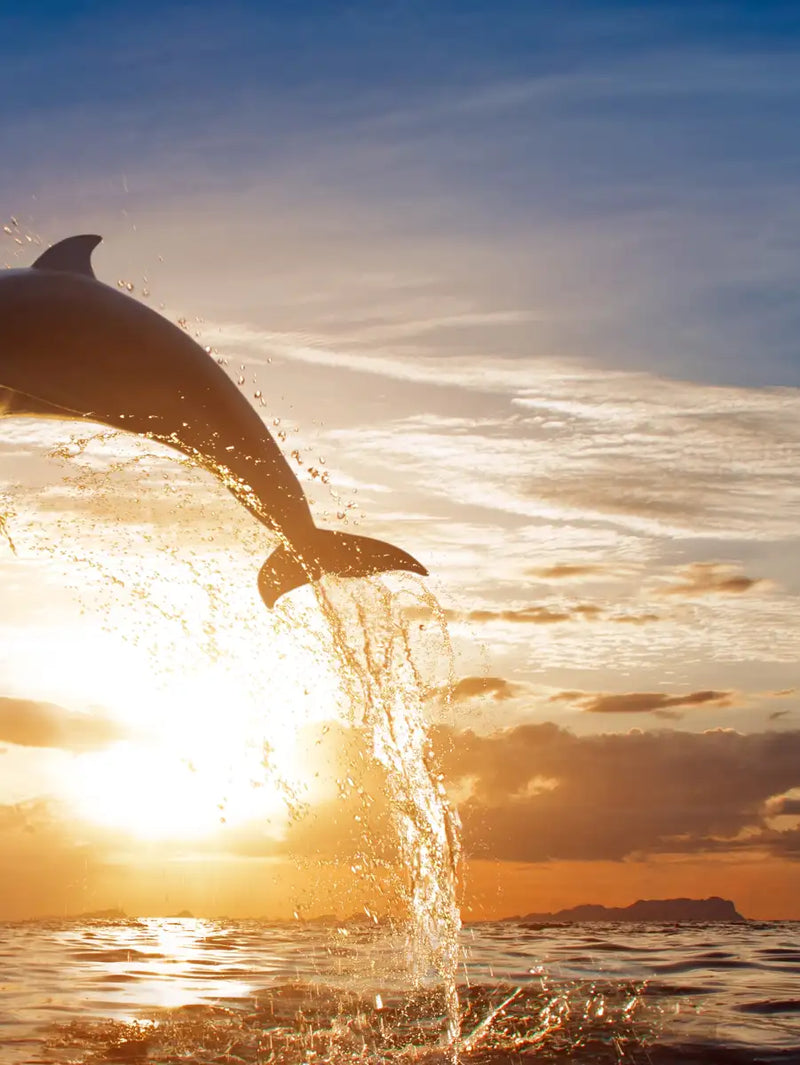 Jumping Dolphin Wall Art